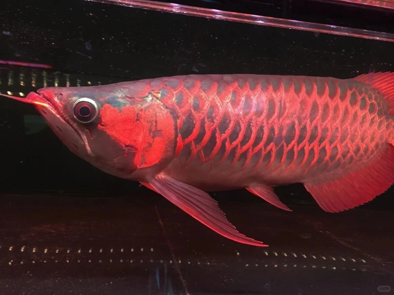 Chụp ảnh với cá Rồng Huyết Long chụp ảnh đẹp ấn tượng