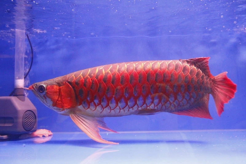 Sở hữu cá Rồng Huyết Long may mắn mang vận tốt