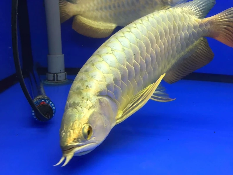 Sưu tập cao cấp với cá rồng kim long cao cấp