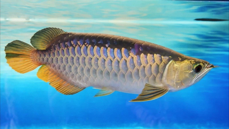 Mang may mắn cho gia chủ nhờ cá rồng kim long phong thủy