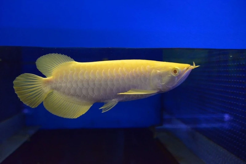 Nuôi hồ kính thêm sang trọng nhờ cá rồng kim long hồ kính