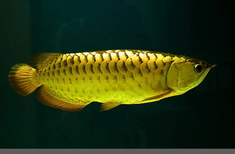 Ngắm cá bơi đẹp mắt cùng cá rồng kim long bơi đẹp