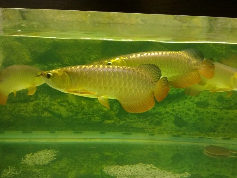 Hồ cảnh thêm đẳng cấp nhờ cá rồng kim long sang trọng