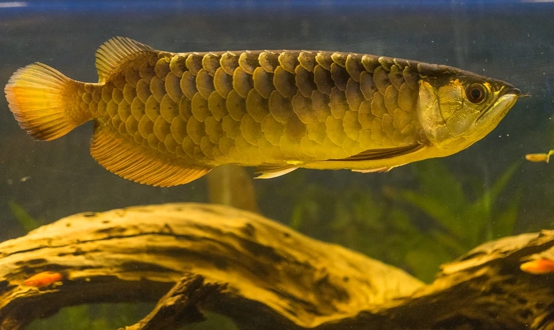 Cảnh hồ hoàn hảo nhờ cá rồng kim long cảnh đẹp