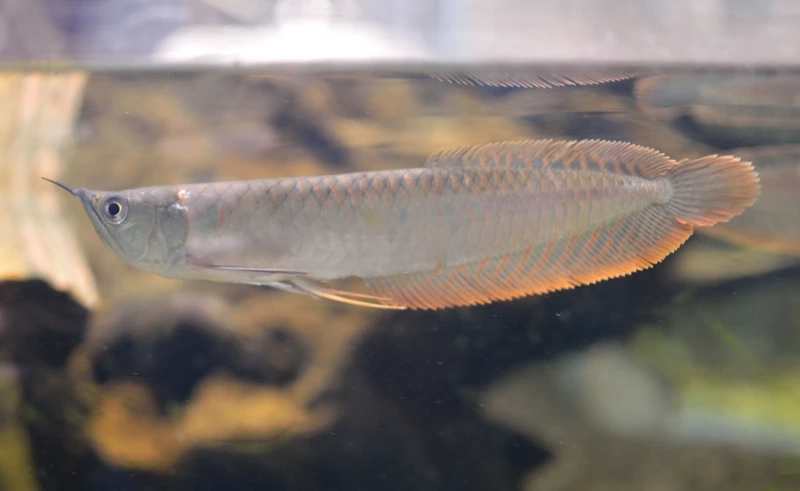 Đặc điểm nổi bật của cá Rồng Ngân Long 