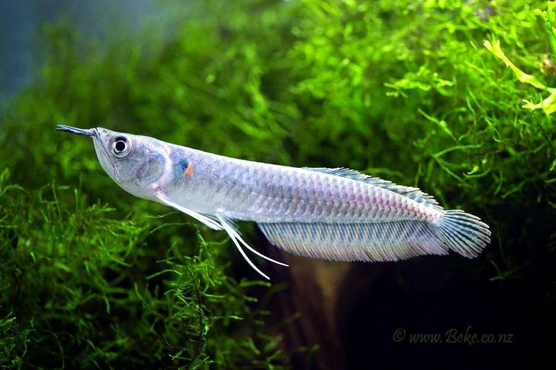 Chọn lựa cá Rồng Ngân Long trưởng thành cho hồ