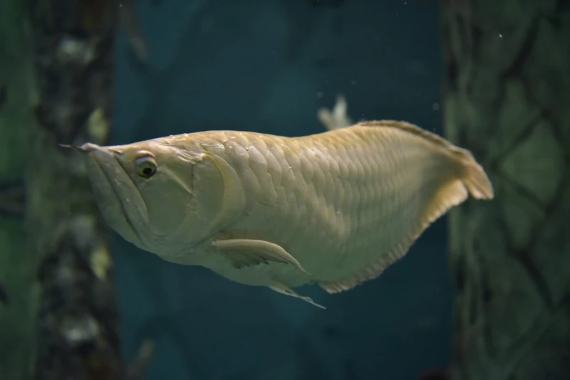 Ngắm cá Rồng Ngân Long bơi uyển chuyển trong hồ