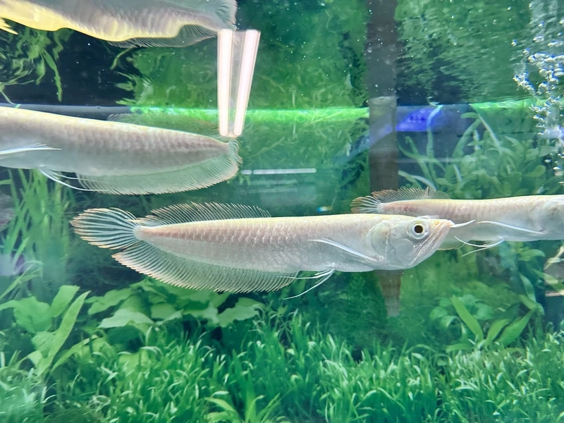 Cách nuôi cá Rồng Ngân Long nuôi hồ kính bền đẹp