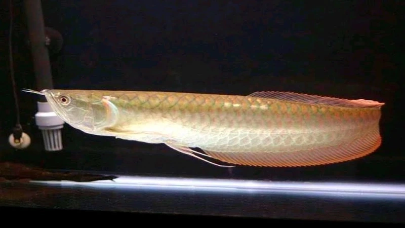 Trang trí nhà với cá Rồng Ngân Long nuôi bể lớn