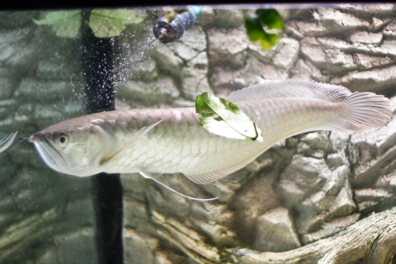 Săn cá Rồng Ngân Long tuyển chọn chuẩn chất lượng