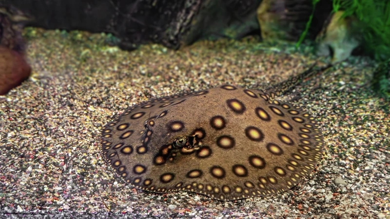 Chiêm ngưỡng cá Sam tự nhiên uyển chuyển dưới nước