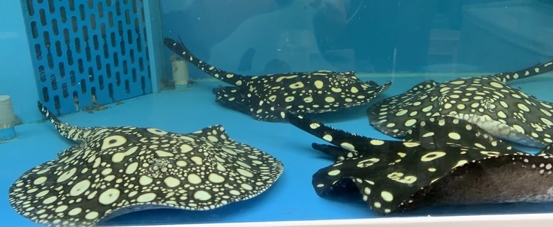 Ngắm cá Sam cổ đại hình dáng nguyên thủy ấn tượng