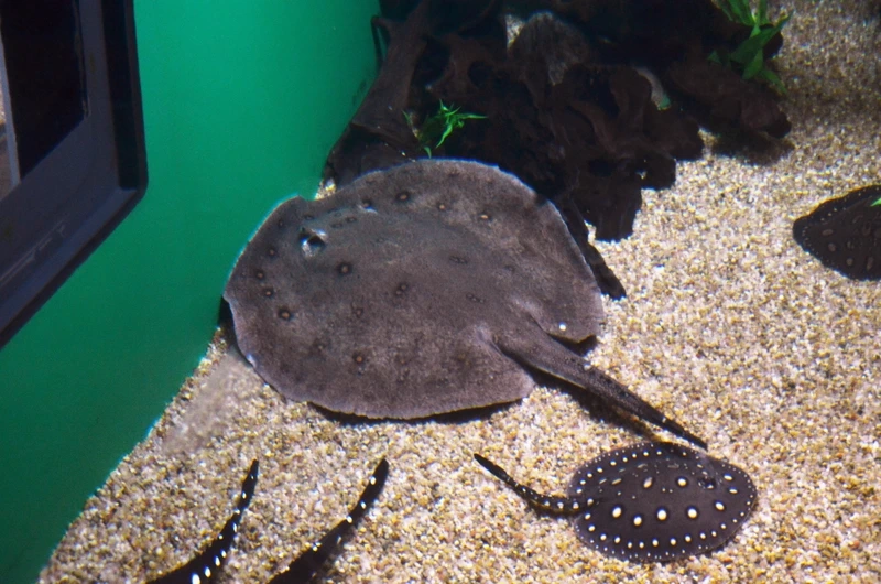 Ngắm cá Sam động vật biển nổi bật và sinh động