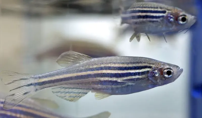 Cá sọc ngựa mini phù hợp hồ nhỏ gọn xinh