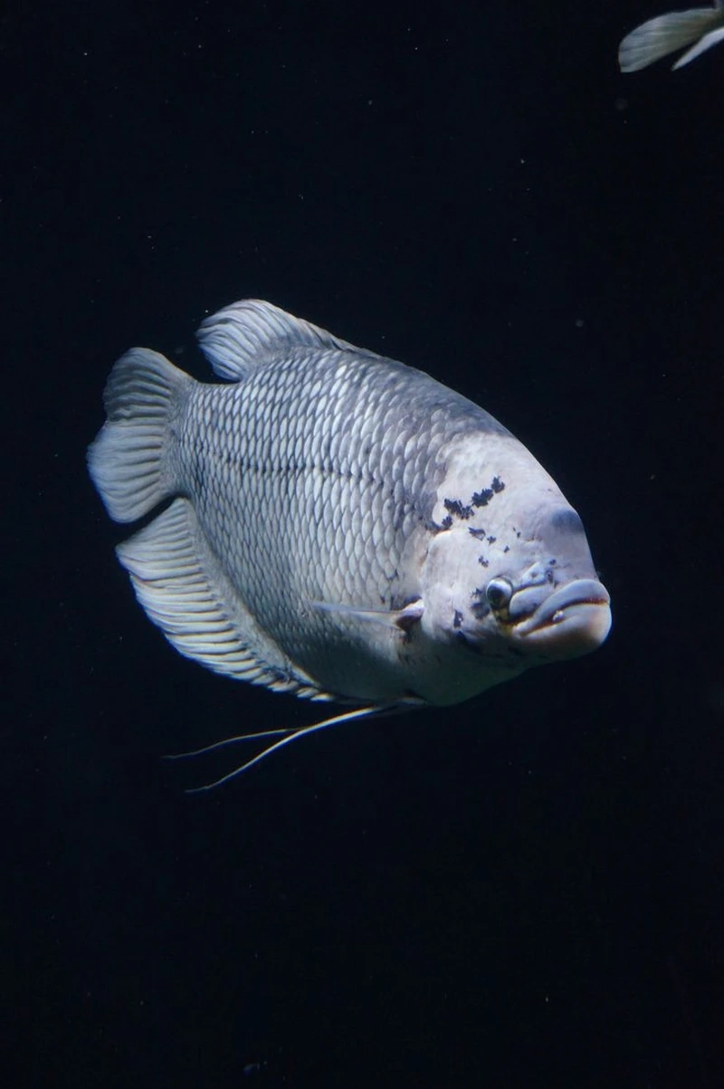 Sở hữu cá Tài Phát may mắn bơi uyển chuyển mọi góc hồ