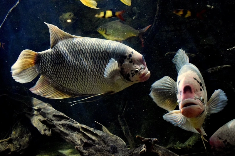 Chiêm ngưỡng cá Tài Phát cá cảnh sinh động và uyển chuyển