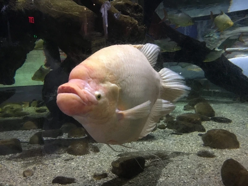 Nuôi cá Tài Phát khỏe mạnh bơi uyển chuyển bể kính