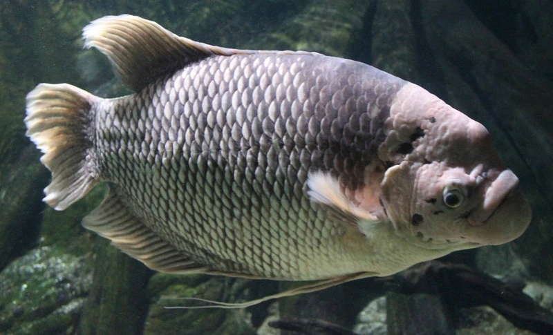 Ngắm cá Tài Phát phong cách Á Đông sang trọng bể nuôi