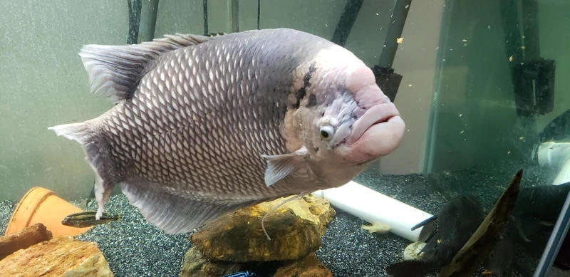 Trang trí cá Tài Phát hồ cá đẹp sinh động và nổi bật