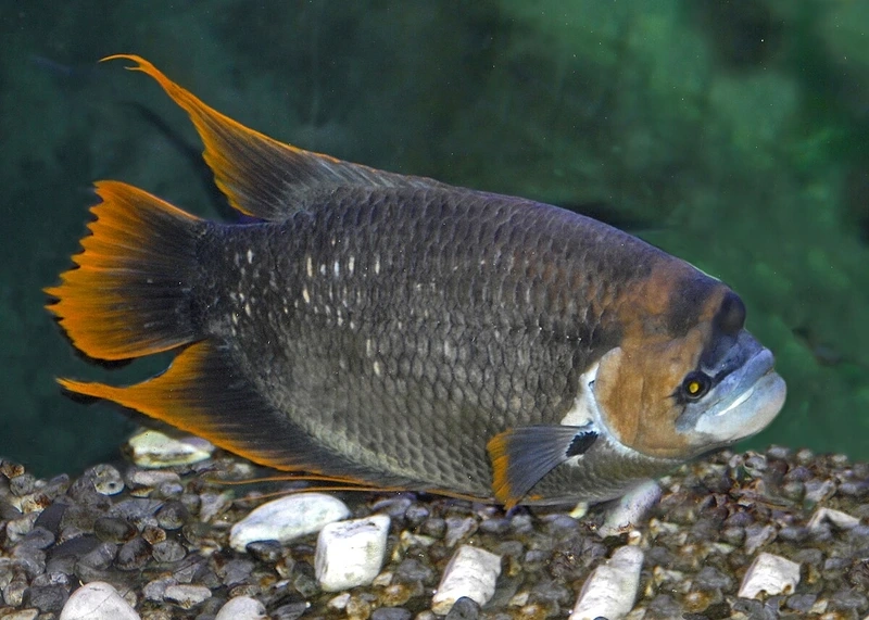 Sở hữu cá Tài Phát mang ý nghĩa tốt may mắn và tài lộc