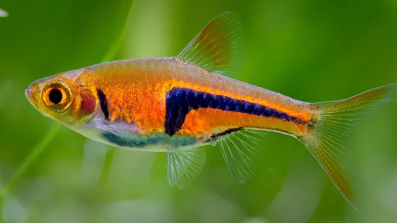 Bật mí cá tam giác cách chăm sóc đúng chuẩn