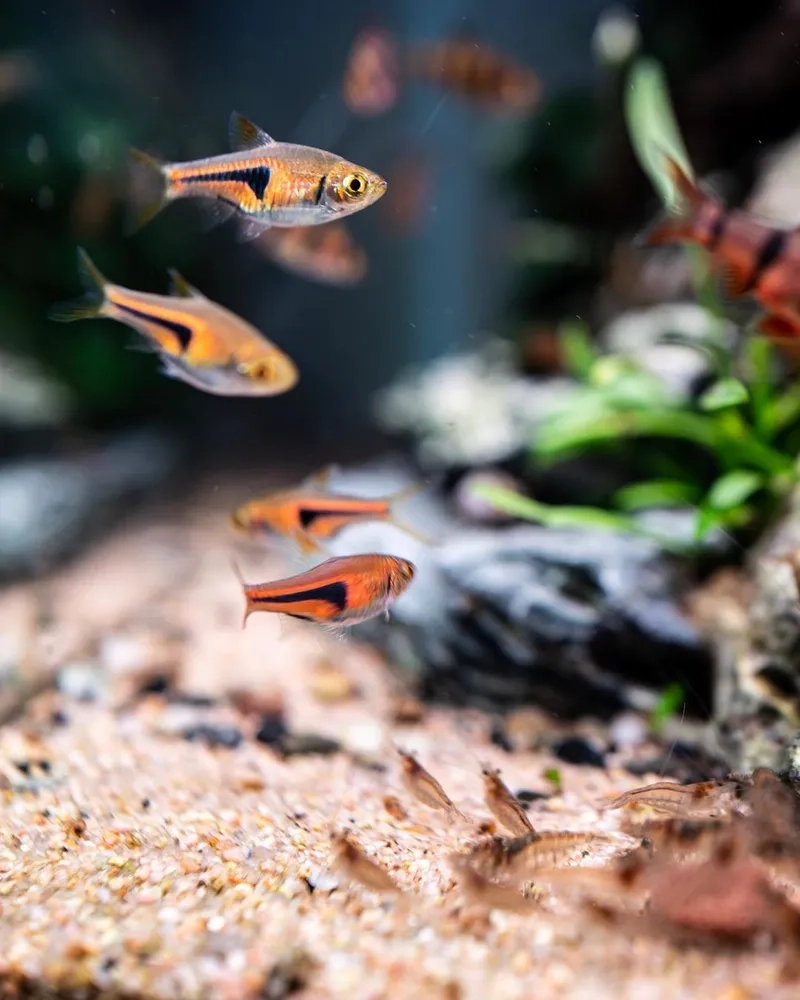 Đảm bảo cá tam giác pH nước phù hợp phát triển