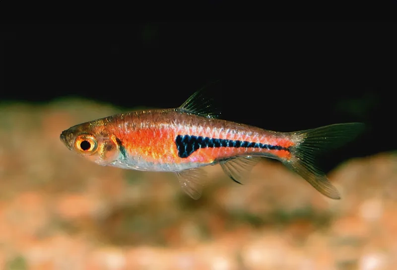 Ngắm cá tam giác Harlequin Rasbora rực rỡ