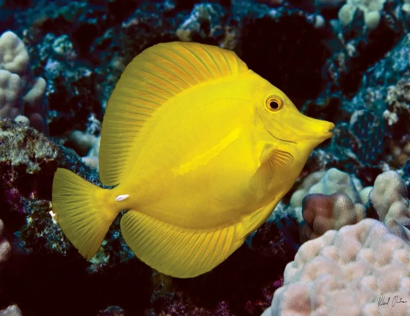 Ngắm ảnh cá tang đẹp mê hoặc mọi ánh nhìn