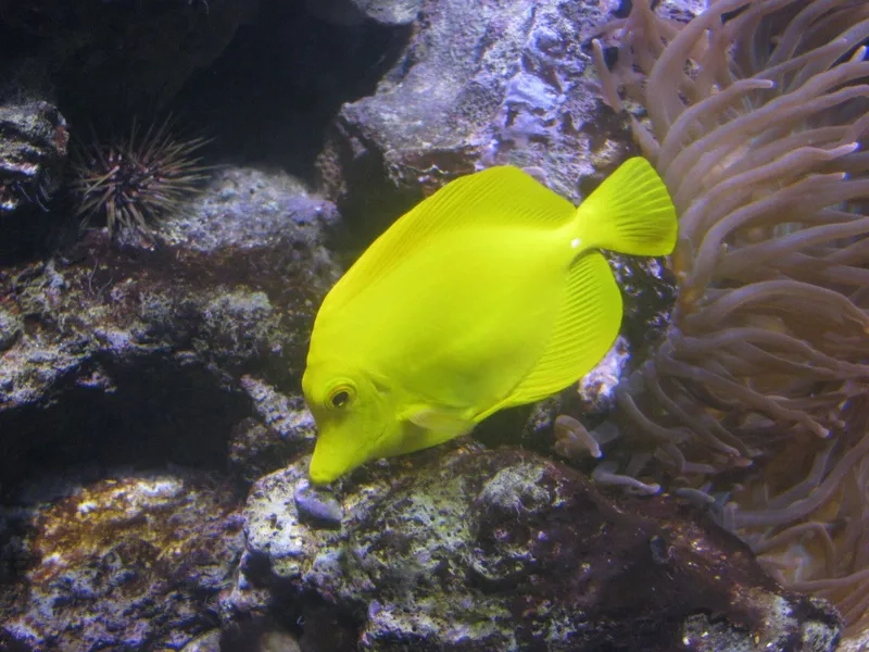 Chiêm ngưỡng ảnh cá Tang Việt Nam sinh động và tự nhiên