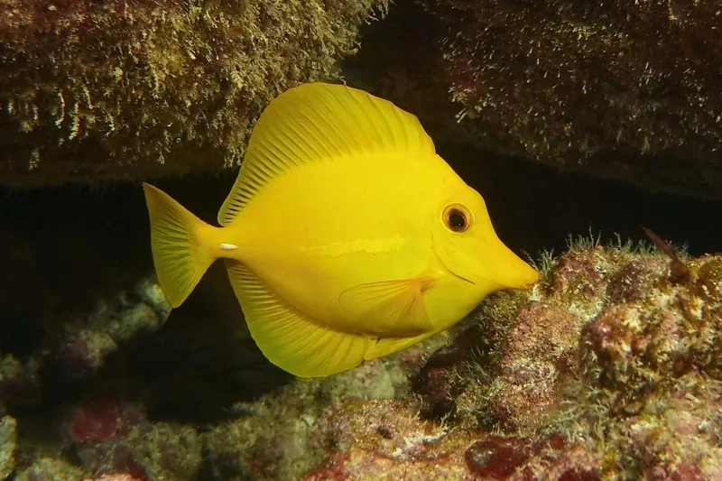 Thưởng thức ảnh cá Tang đẹp sắc nét và sống động