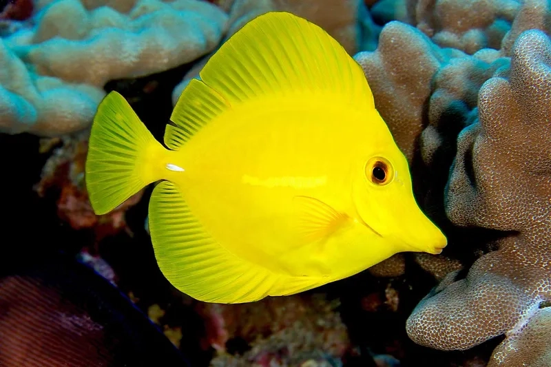 Đặc điểm của Cá Tang