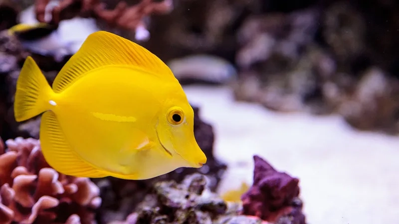 Nhanh tay mua cá tang chất lượng cho bể thủy sinh