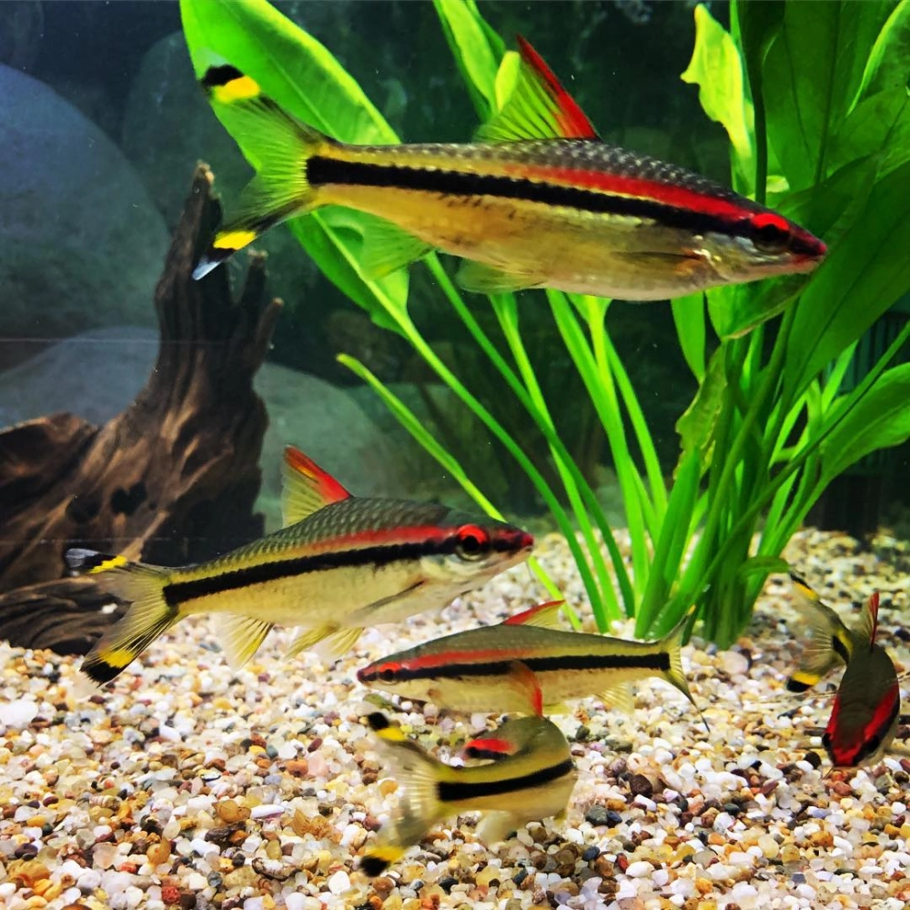 Cá tên lửa là cá gì câu hỏi nhiều người chơi thắc mắc