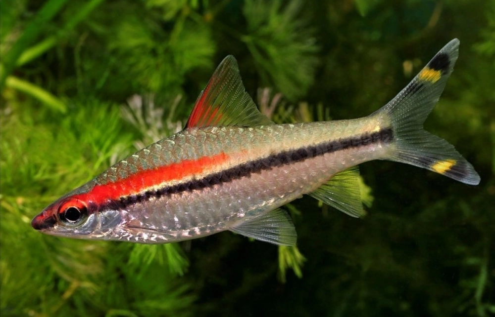 Cá tên lửa sống ở đâu thường gặp sông hồ nước ngọt