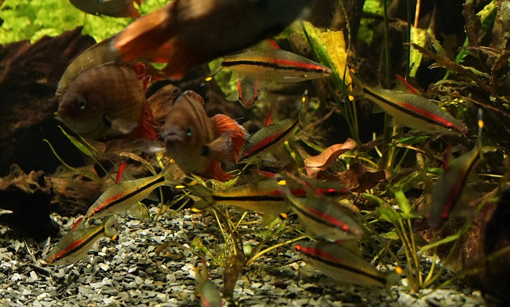 Cá tên lửa wiki cung cấp thông tin sinh học chi tiết