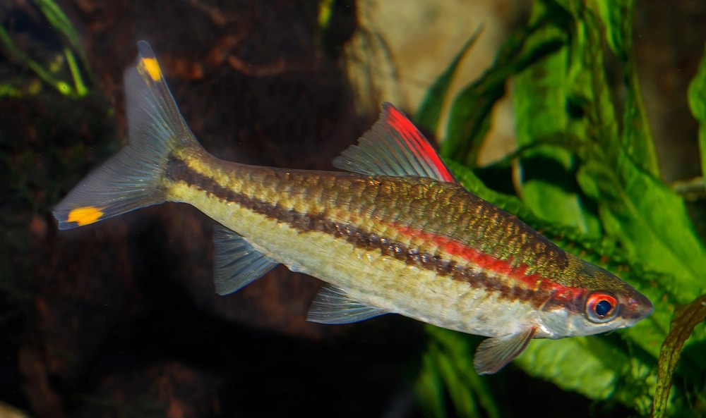 Nguồn gốc cá tên lửa xuất phát vùng nước nhiệt đới