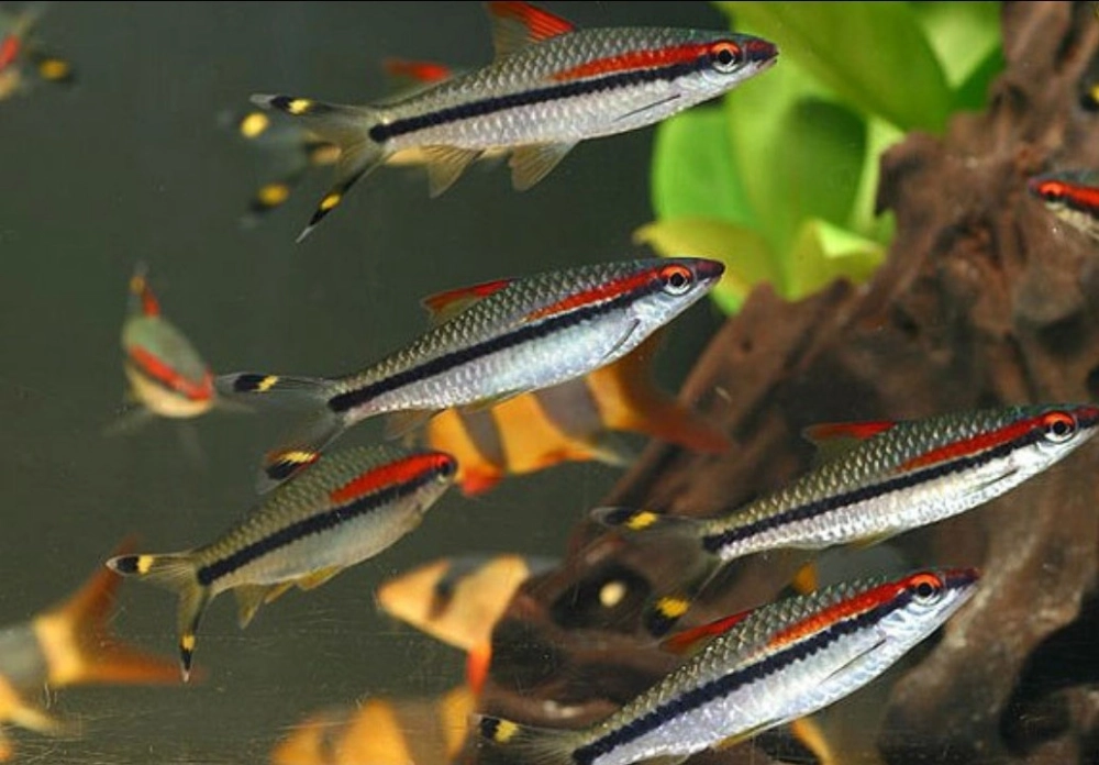 Tập tính cá tên lửa nhanh nhẹn thích rình mồi