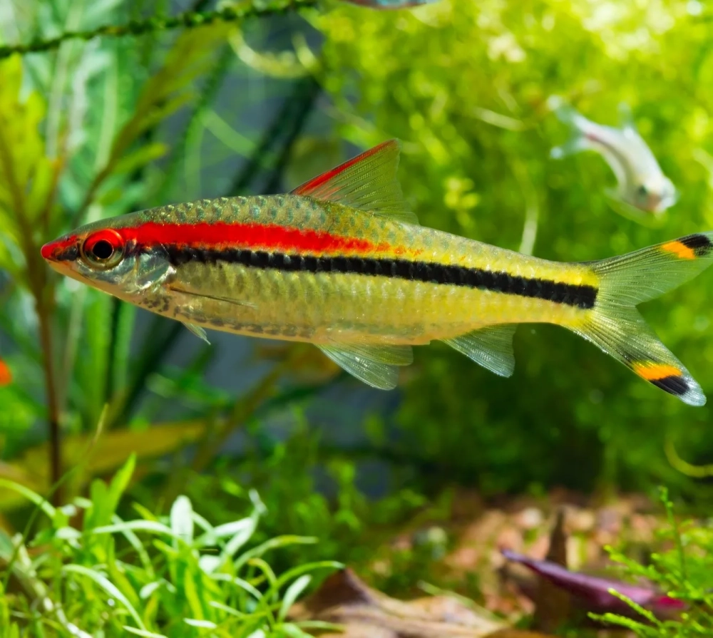 Tuổi thọ cá tên lửa khá cao nếu chăm sóc đúng