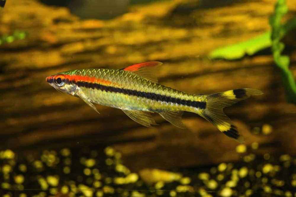 Cá tên lửa sinh sản khá khó trong môi trường nuôi