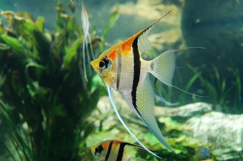 Tìm hiểu cá thần tiên giá phù hợp với mọi bể cá