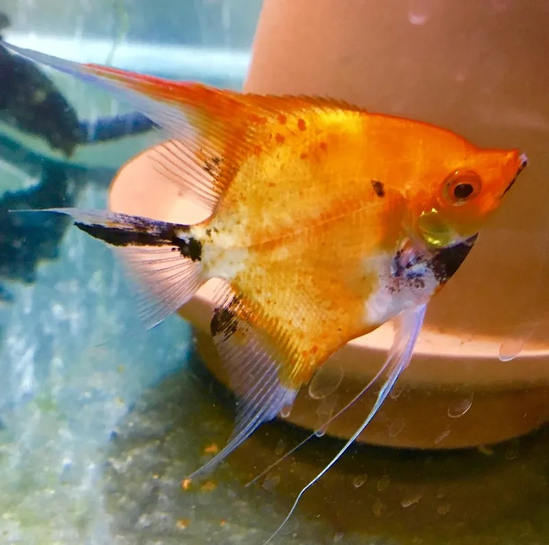 Hướng dẫn nuôi cá thần tiên sinh trưởng nhanh chóng