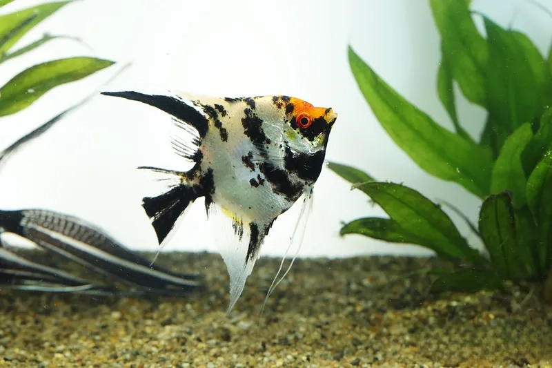 Kỹ thuật cá thần tiên sinh sản thành công trong bể cá