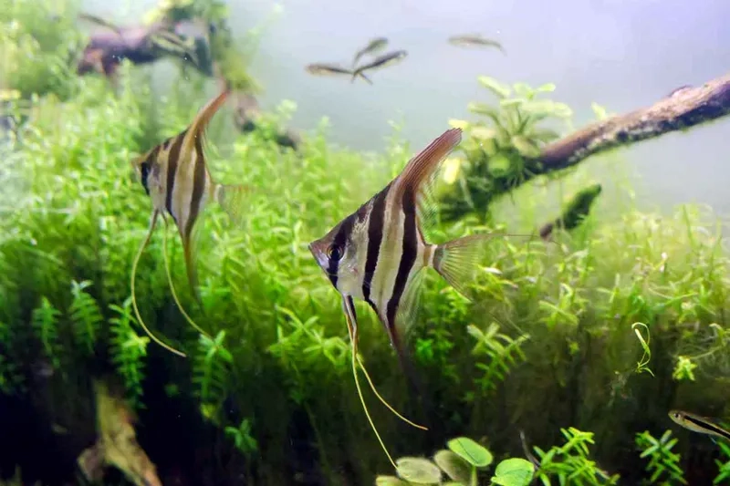 Chọn cá thần tiên hợp phong thủy mang may mắn