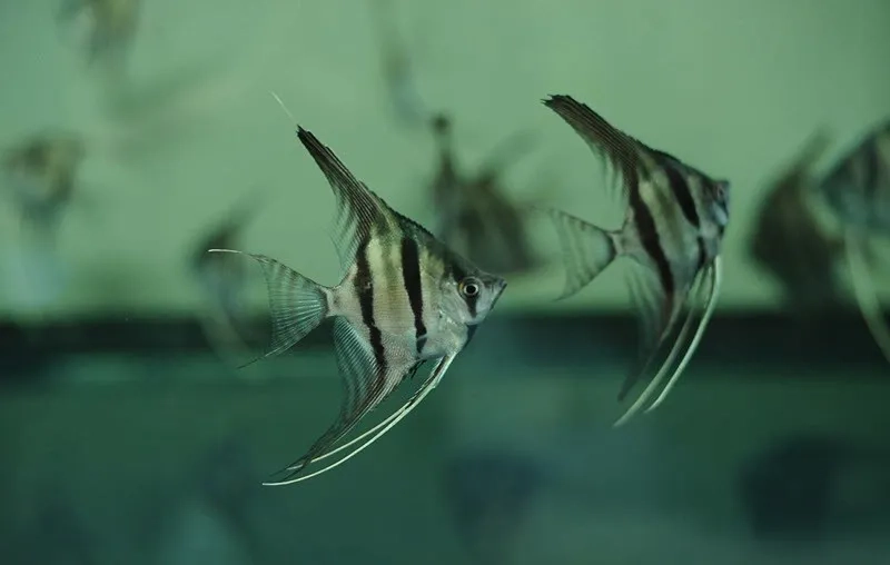 Những loài cá thần tiên phổ biến trong bể thủy sinh