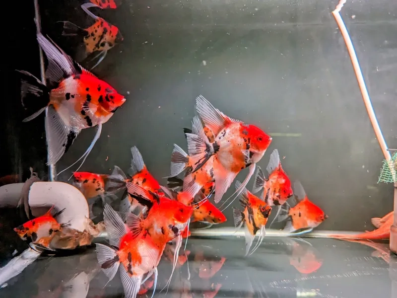 Áp dụng cá thần tiên thủy sinh kỹ thuật chuẩn xác