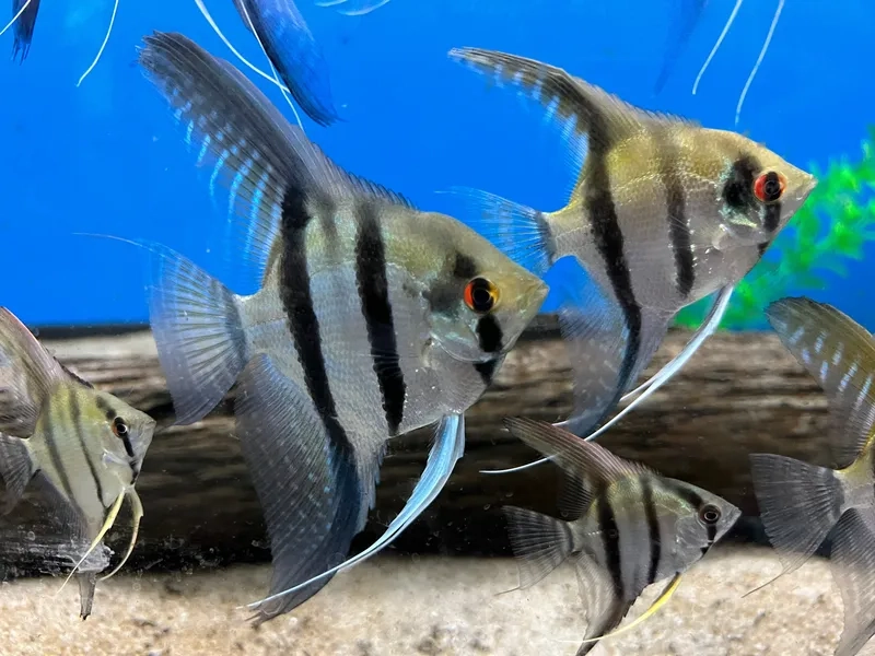 Nhận biết cá thần tiên pterophyllum đẹp tự nhiên