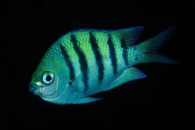 Thưởng thức vẻ đáng yêu của hình cá Thia baby