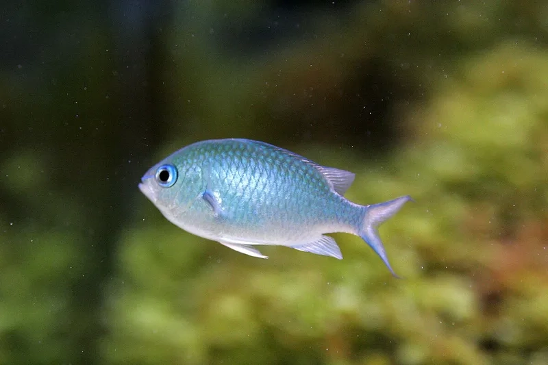 Ngắm chi tiết cá thia con nhỏ xinh và dễ thương