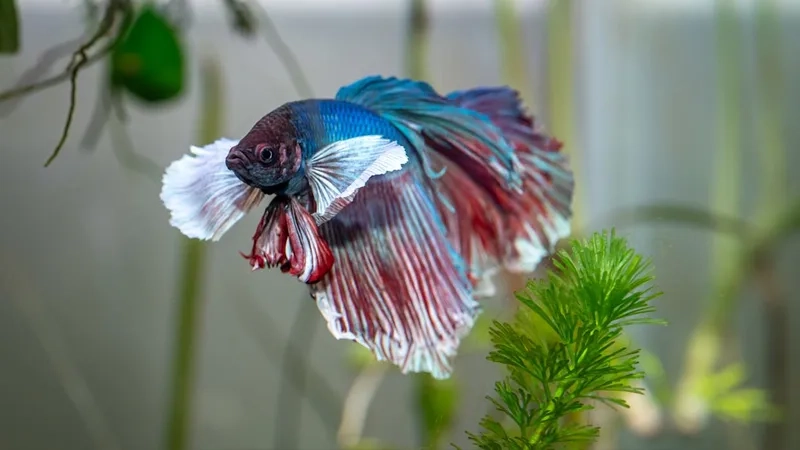 Ngắm chi tiết hình cá Thia full sống động mọi góc