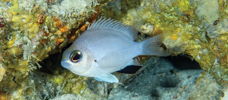 Hướng dẫn chi tiết nuôi cá thia hiệu quả